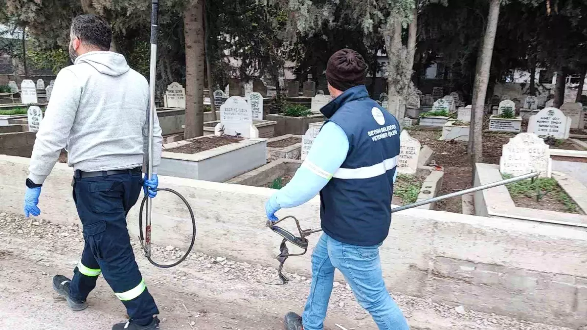 Adana\'da sokak köpeği endişesi