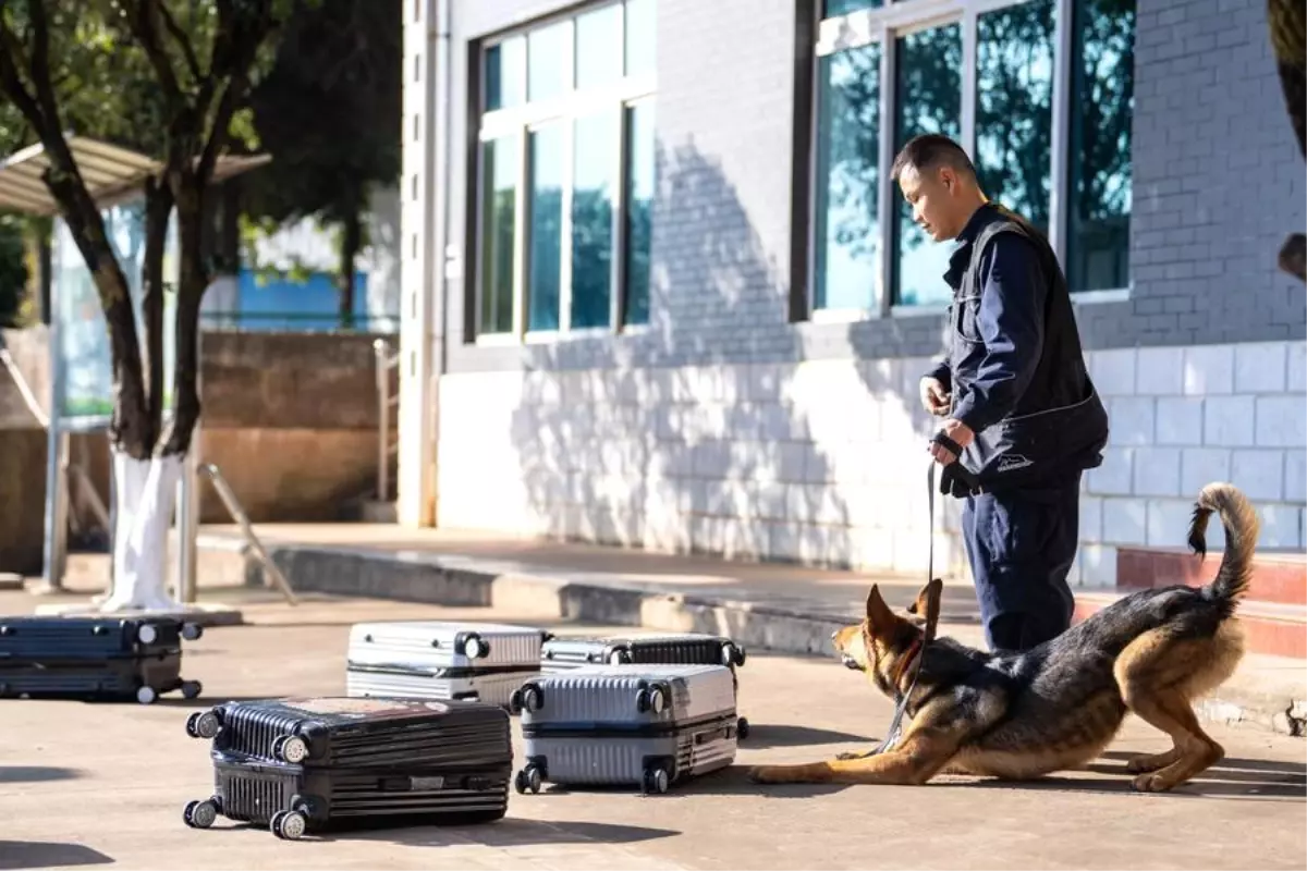 Kunming Köpeği: Çin\'in Yerli Cinsi