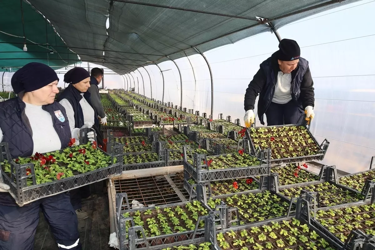Gelibolu Belediyesi\'nden Çiçek Üretimi