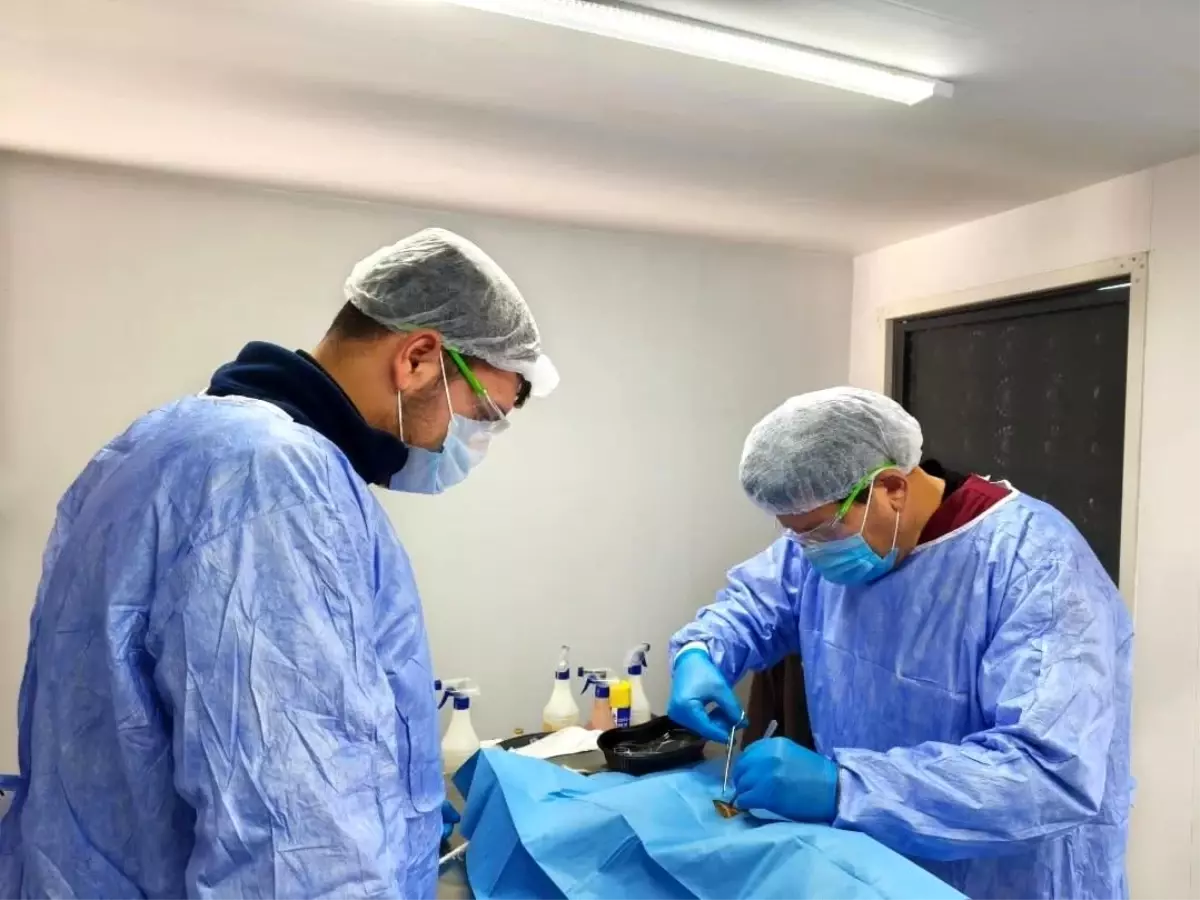 Germencik Belediyesi sokak hayvanları için kısırlaştırma çalışmalarını sürdürüyor