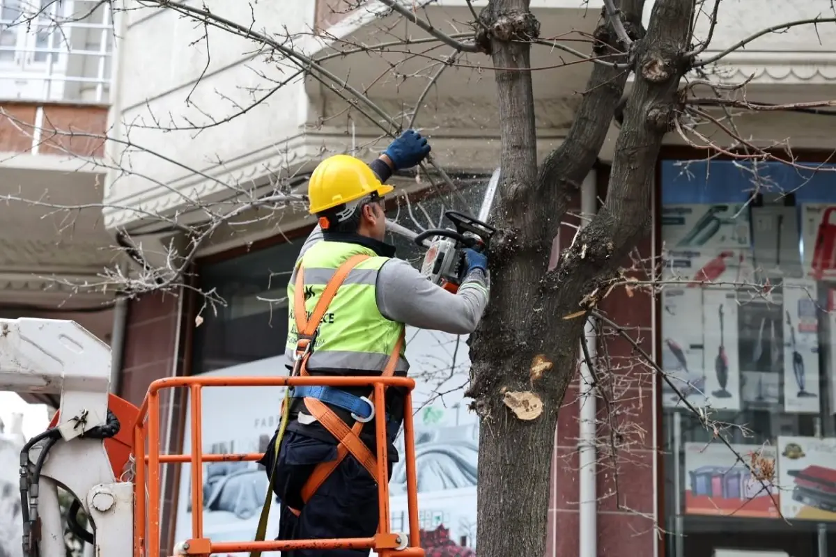 Küçükçekmece\'de budanan ağaçlar, ihtiyaç sahiplerine yakacak oluyor