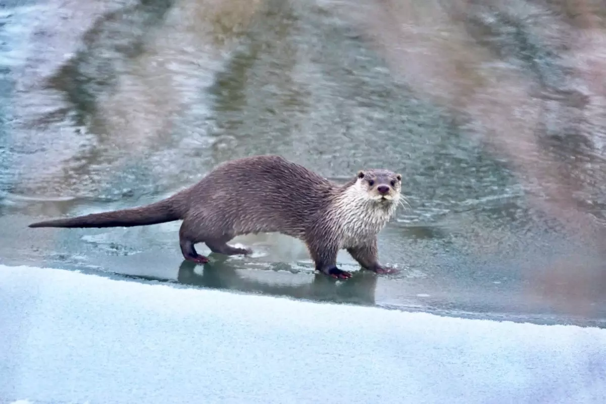 Muş ve Ağrı\'da Su Samuru Görüntüleri