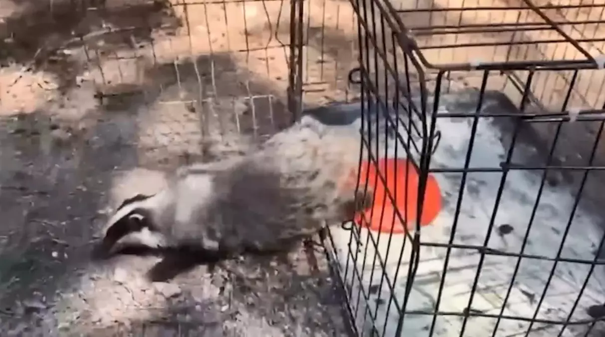 Bolu\'da 132 Yaban Hayvanı Doğaya Salındı