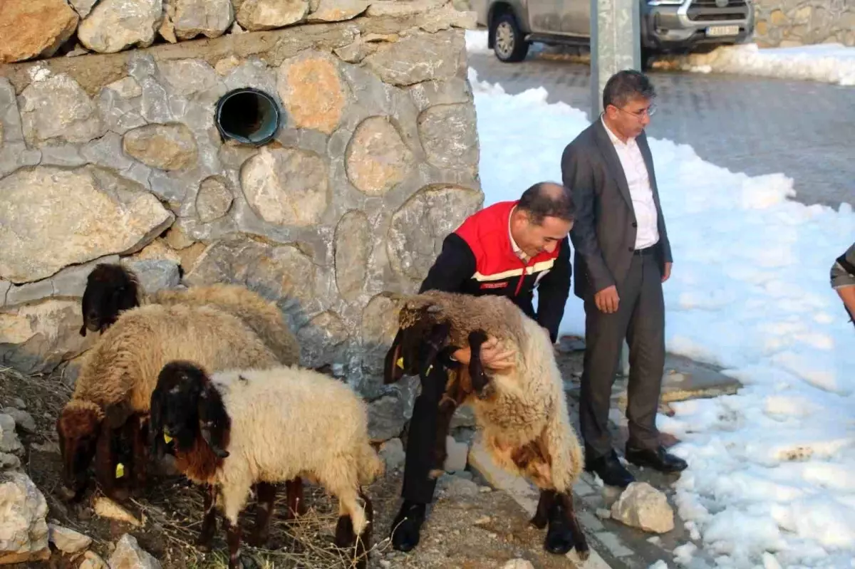 Şırnak\'ta Vahşi Hayvanlar Koyunları Telef Etti