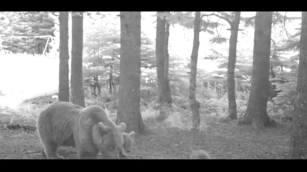 Bozayıların Sevimli Anları