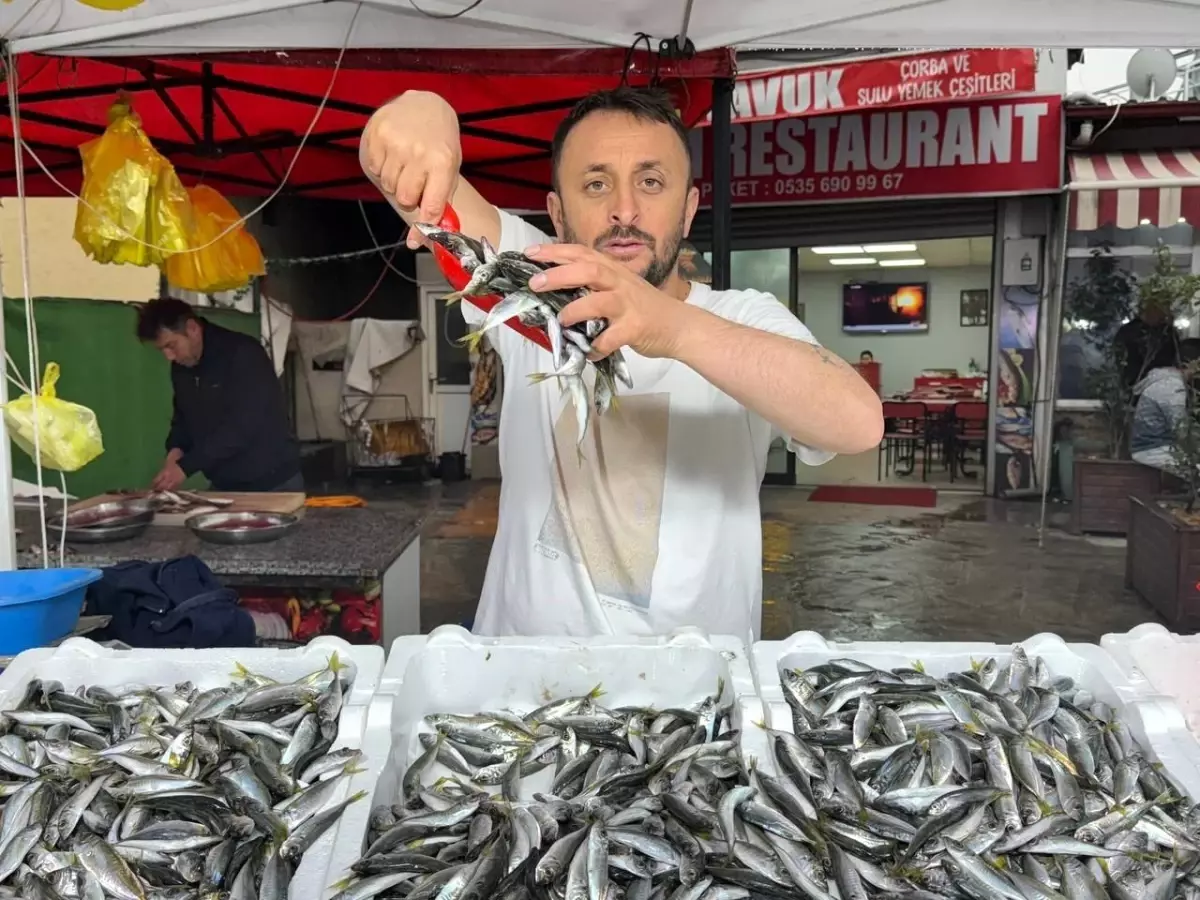 Zonguldak\'ta İstavrit 100 Liradan Satılıyor