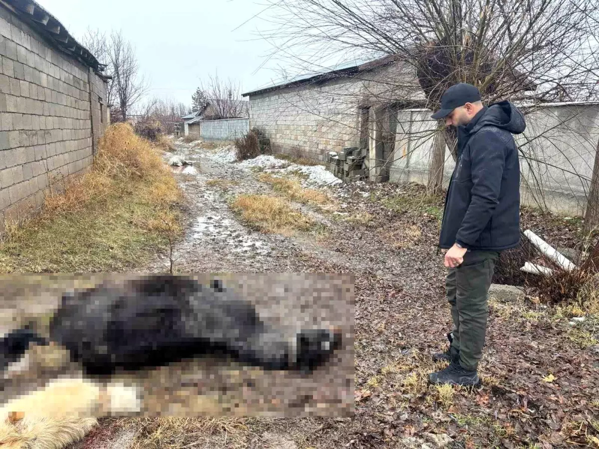 Güllüce Köyü\'nde Hayvanları Vuran Fail Aranıyor