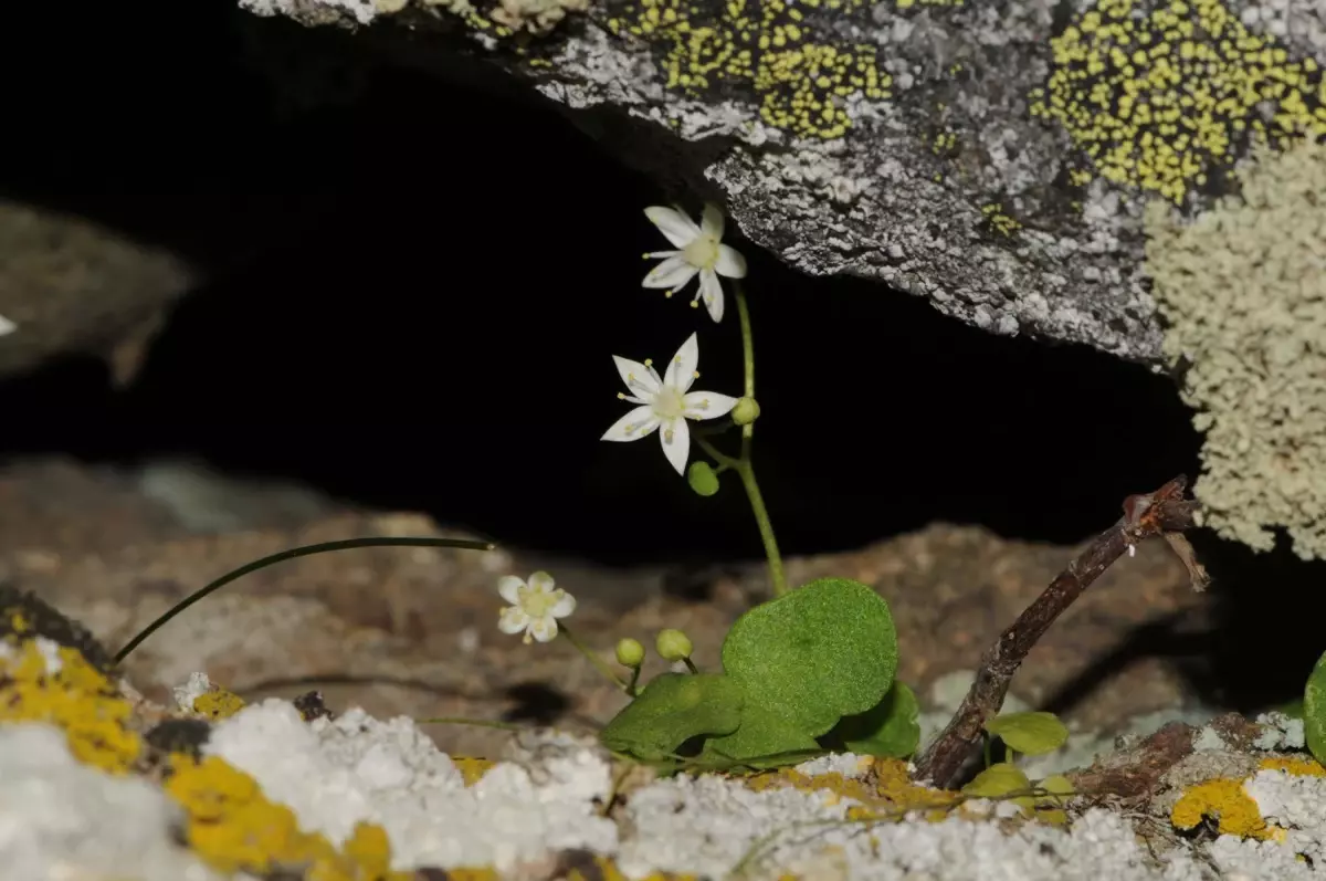 İzmir\'de Yeni Endemik Bitki Türü Keşfedildi