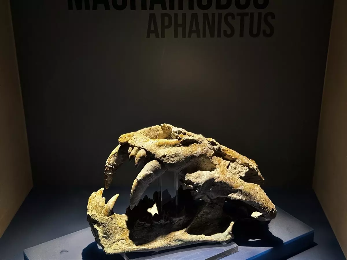 Çankırı Müzesi\'nde Fosil Ziyareti Artıyor