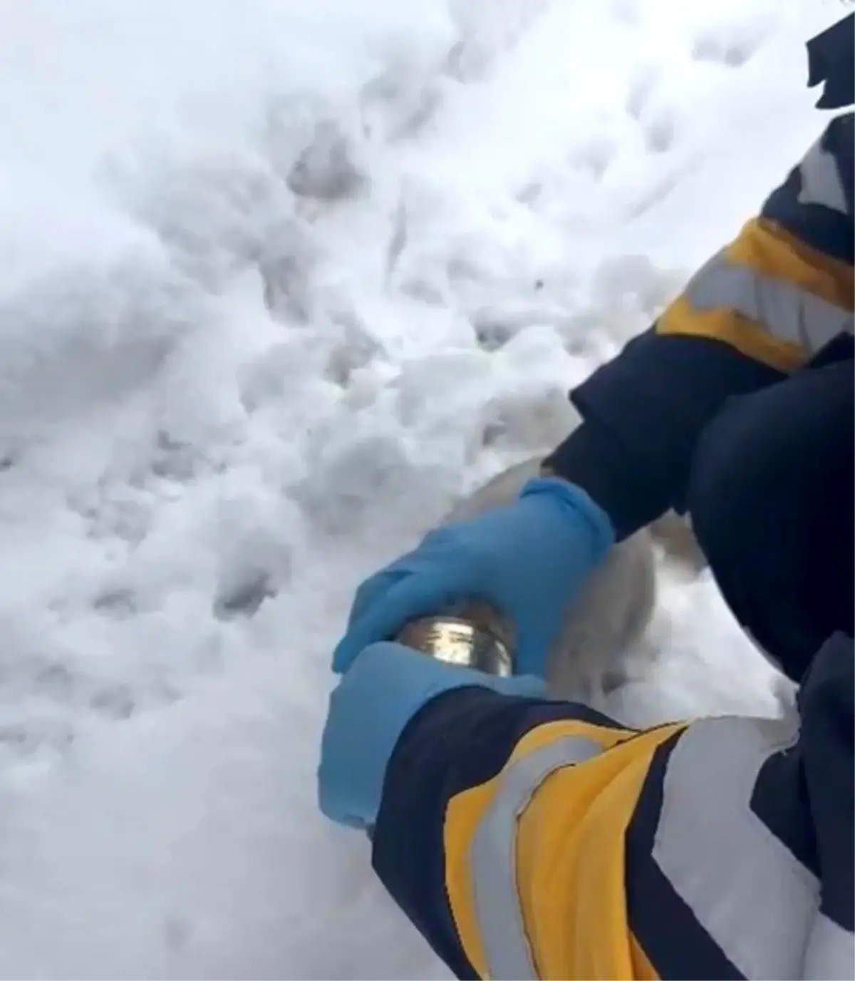 Elazığ\'da Kedi Konserve Tenekesinden Kurtarıldı