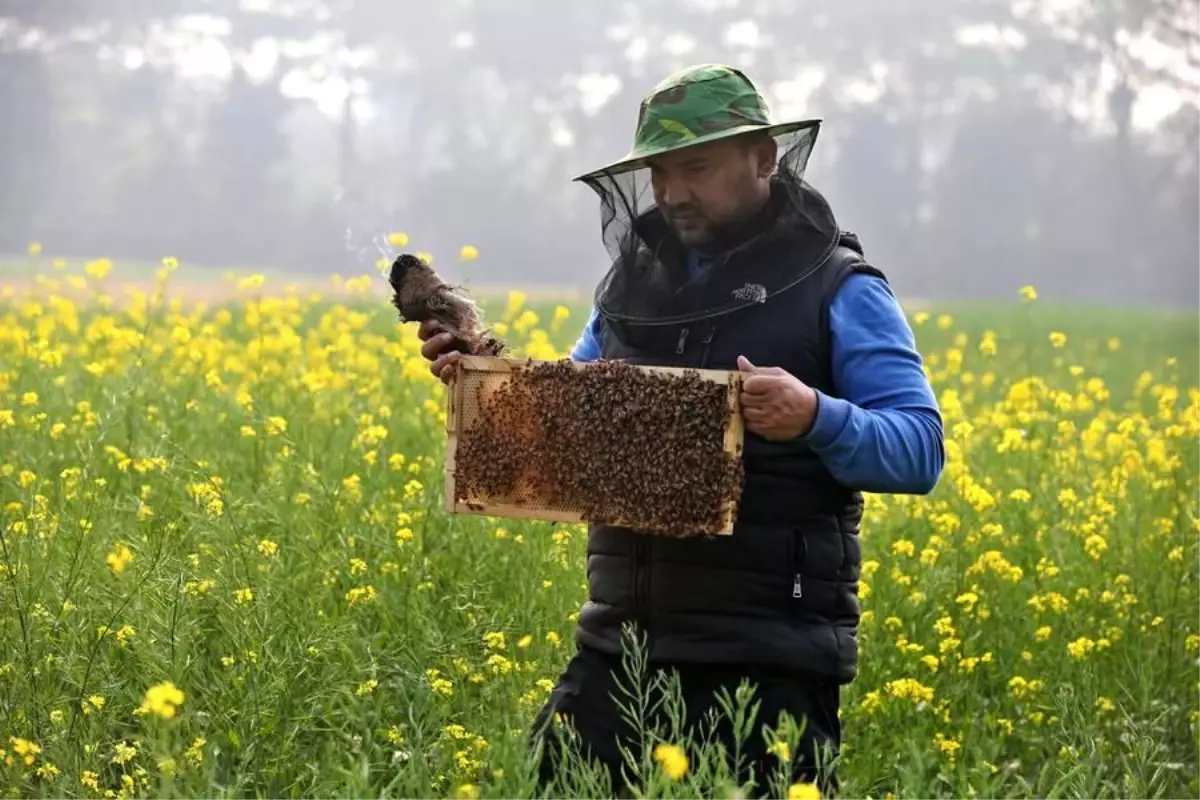Munshiganj\'da Bal Hasadı Hummalı
