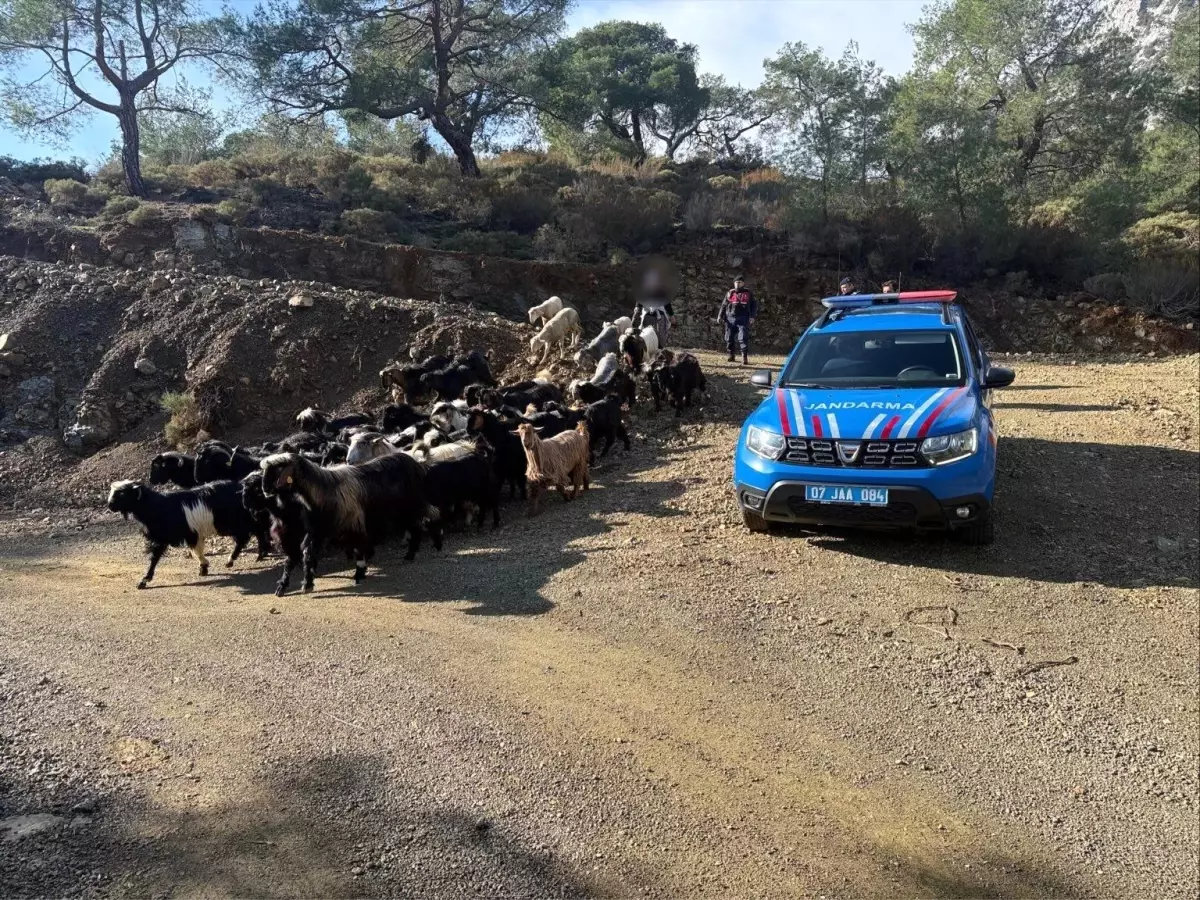 Aksu\'da Kaybolan 55 Hayvan Bulundu