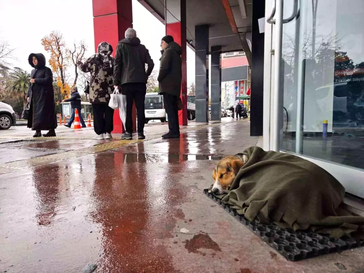 Samsun\'da Sokak Köpeğine Şal Yardımı