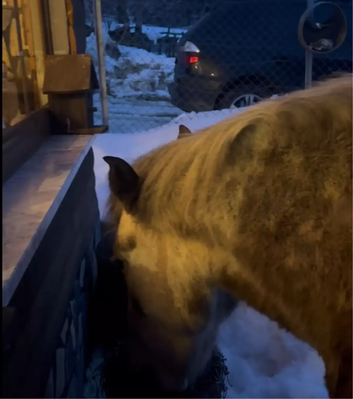 Karla Mücadele: Yılkı Atları Yerleşim Yerlerine İndi