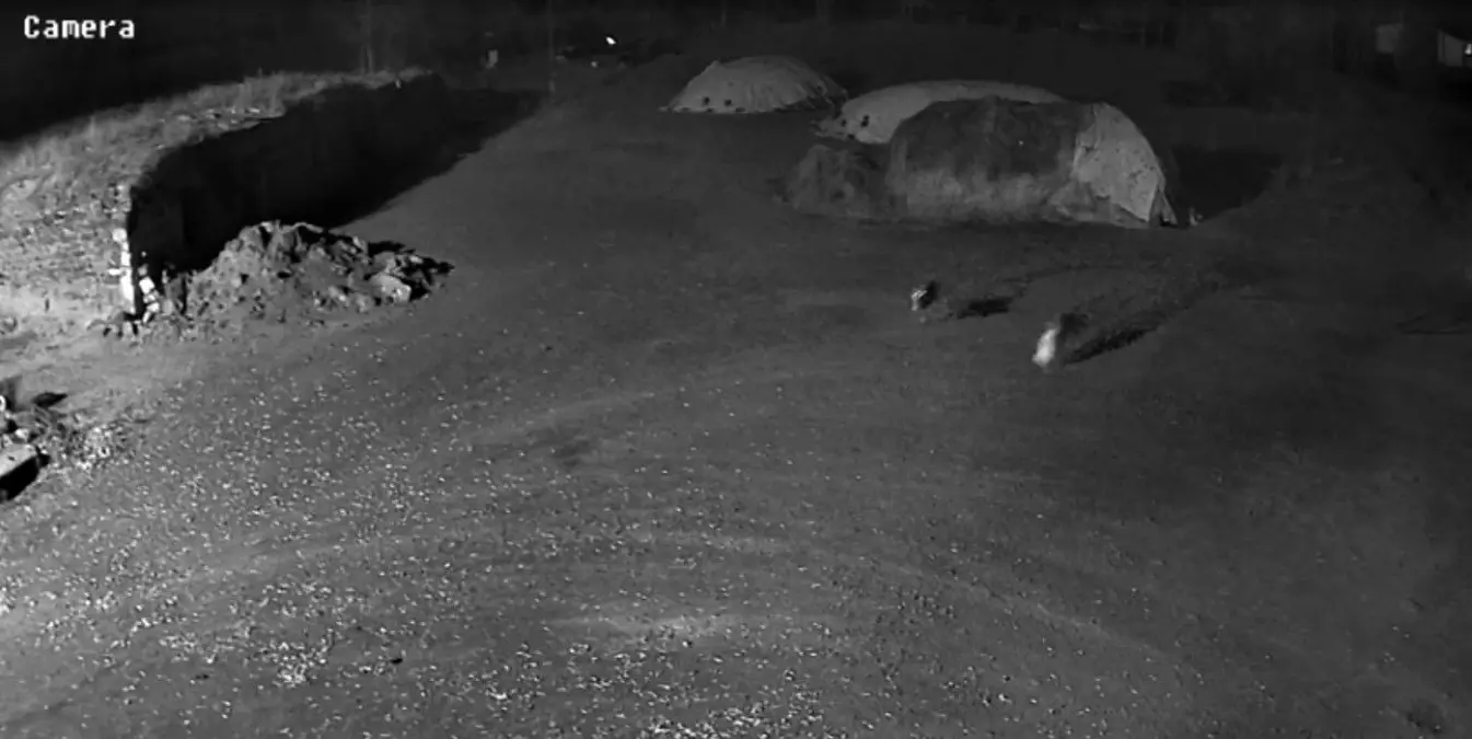 Kurtlar Aç Kalınca Köpeği Kapıp Götürdü