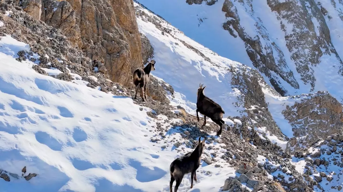 Munzur Dağları\'nda Çengel Boynuzlu Keçiler Görüntülendi