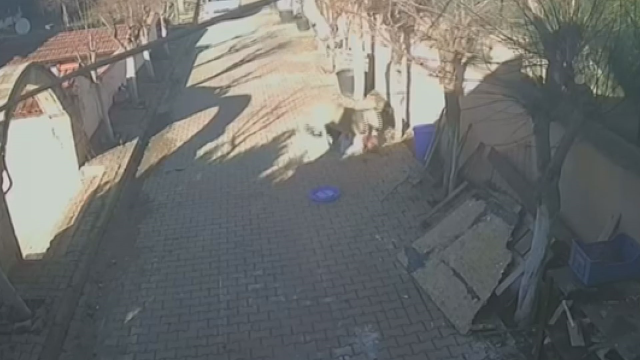 Silivri'de sahibine dakikalarca saldıran koç kamerada