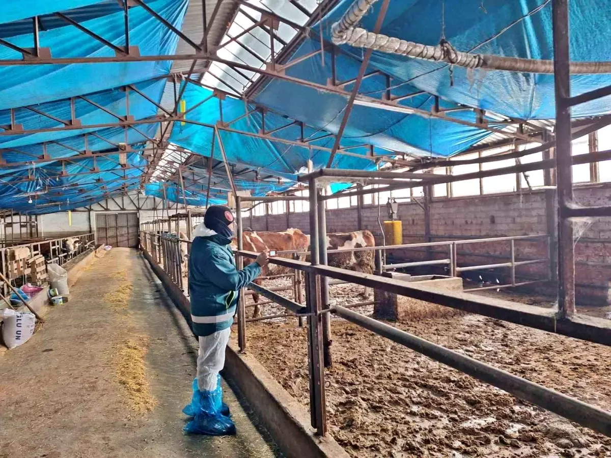 Tavşanlı\'da Besilik Hayvan İthalat Çalışmaları Başladı