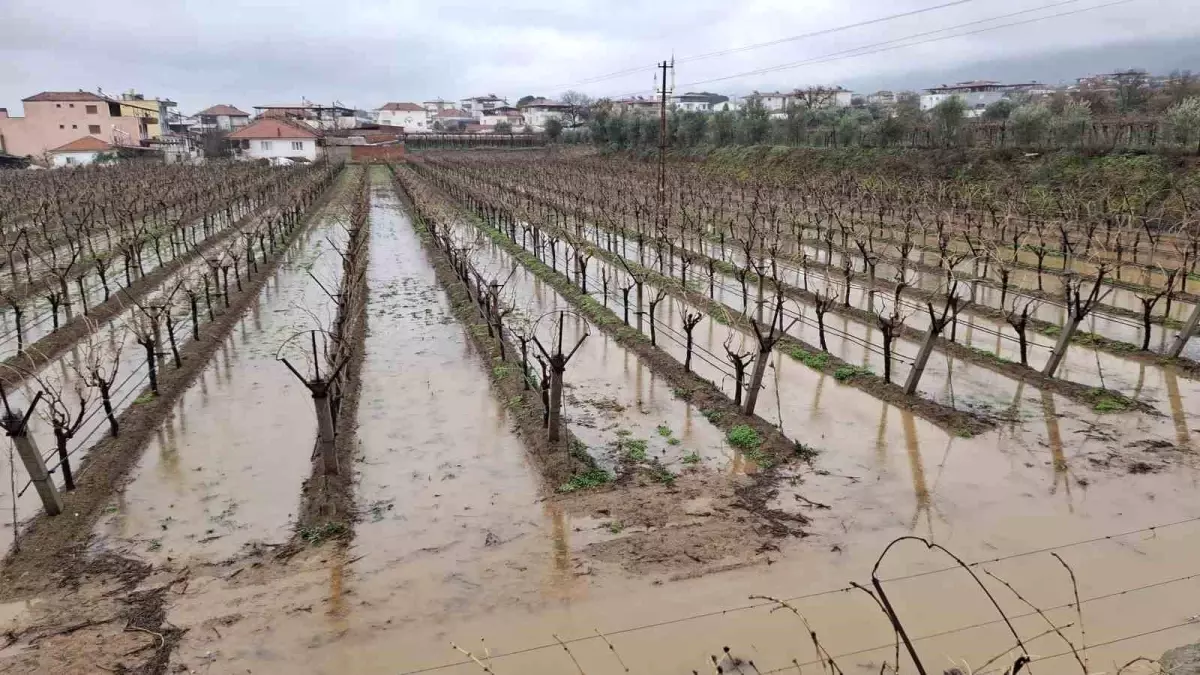 Sarıgöl\'de Bereketli Yağışlar Üreticiyi Sevindirdi