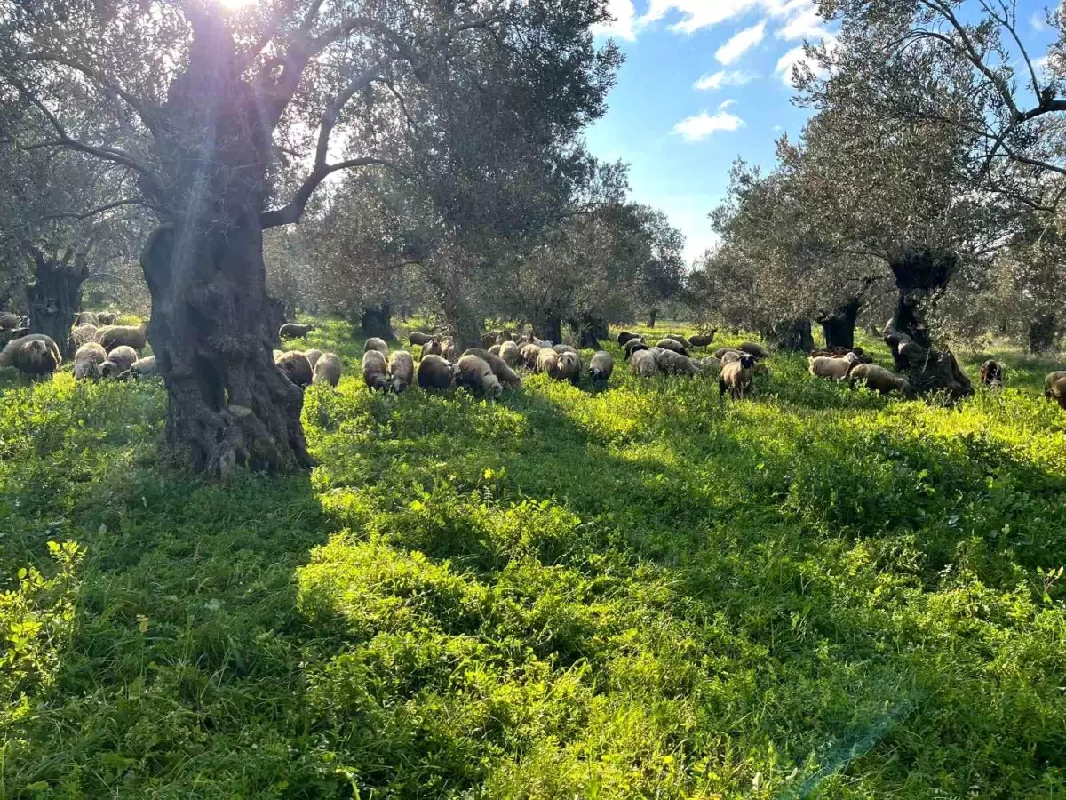 Burhaniye\'de Zeytinliklerde Hayvan Otlatma Yasak