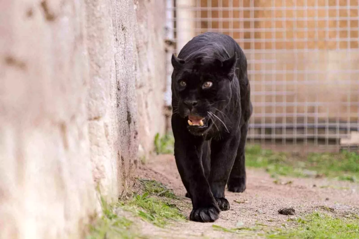 Doğal Yaşam Parkı\'nın jaguarı Juliet yaşama veda etti