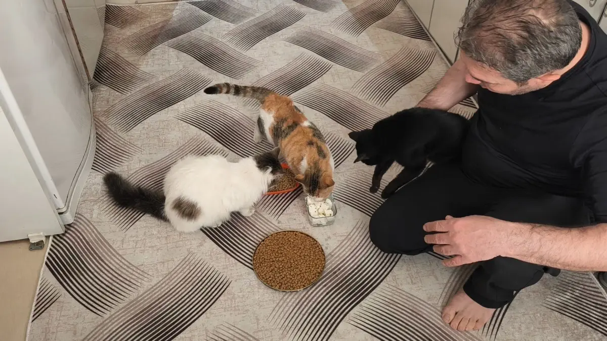 Sason\'da Sokak Kedilerine Sıcak Yuva