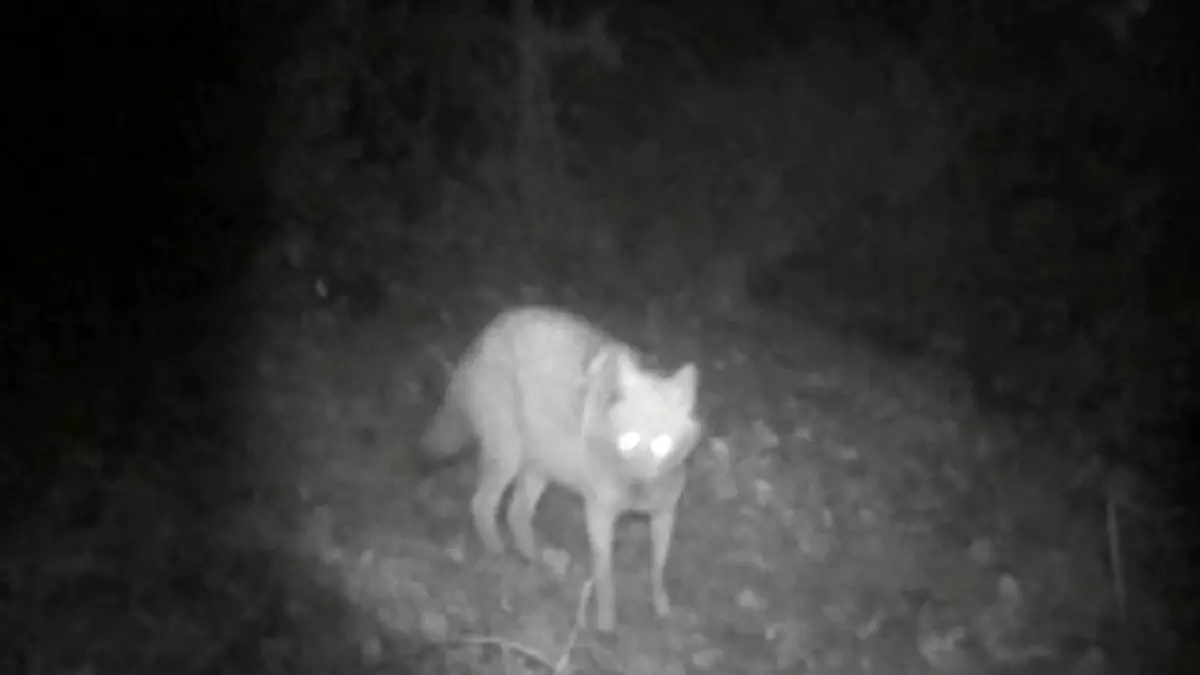 Bilecik\'te Fotokapanda Kurt ve Çakal Görüntülendi