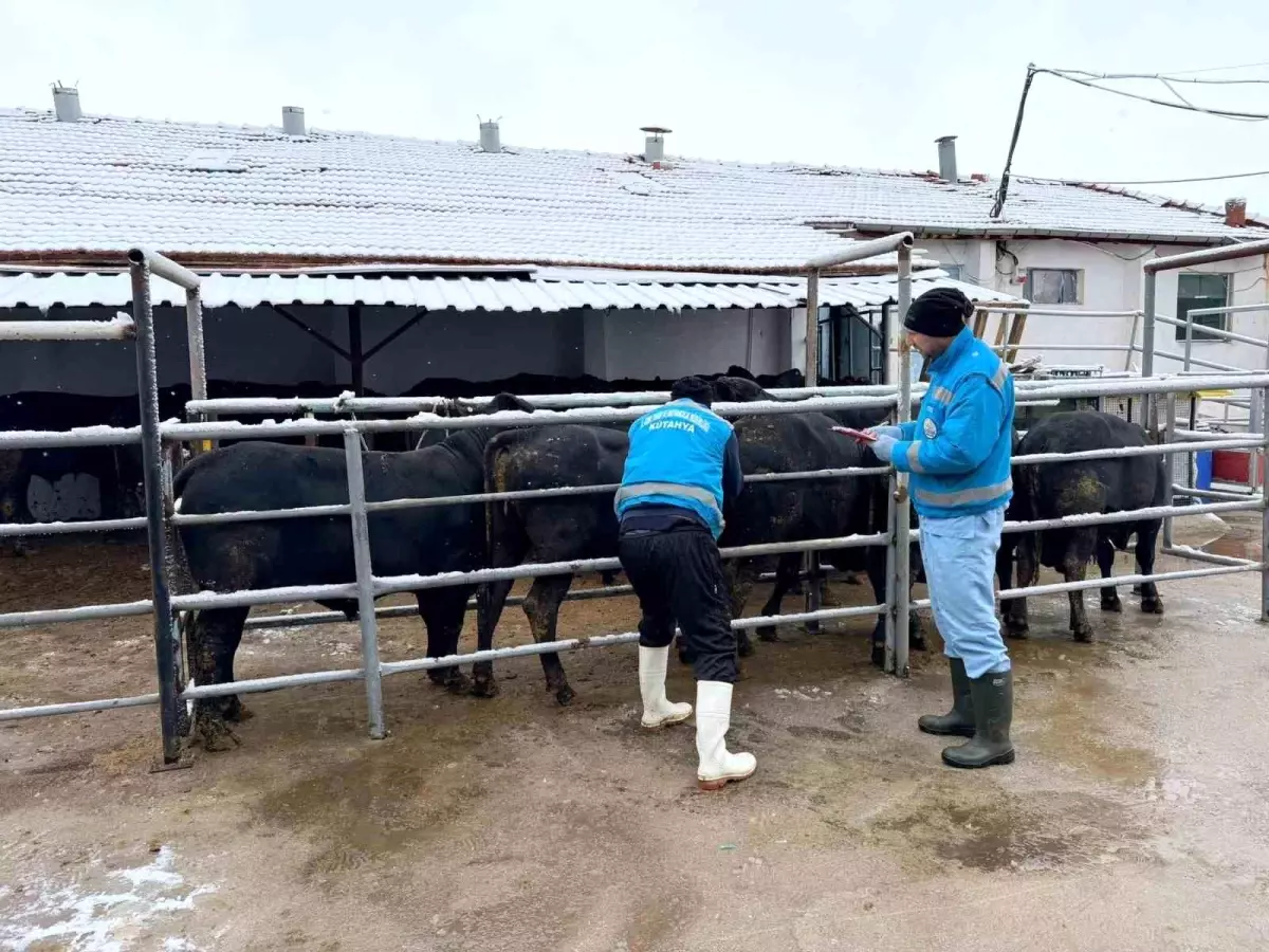 Kütahya\'da İthal Sığır Millileştiriliyor