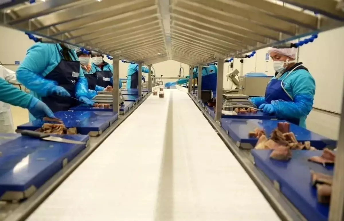 Sinop\'ta Su Ürünleri İhracatı Artıyor