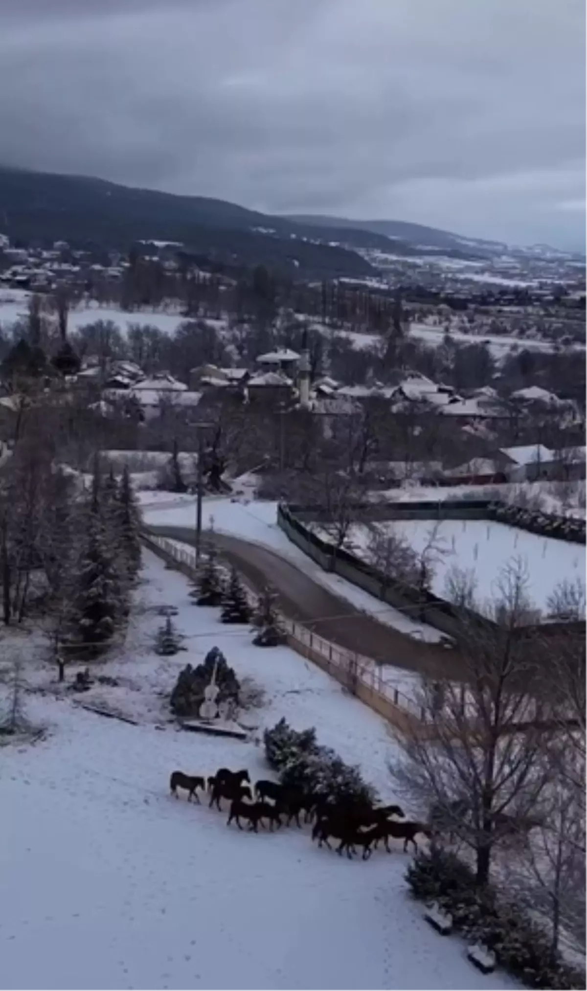 Yılkı Atları Kent Merkezine İndi