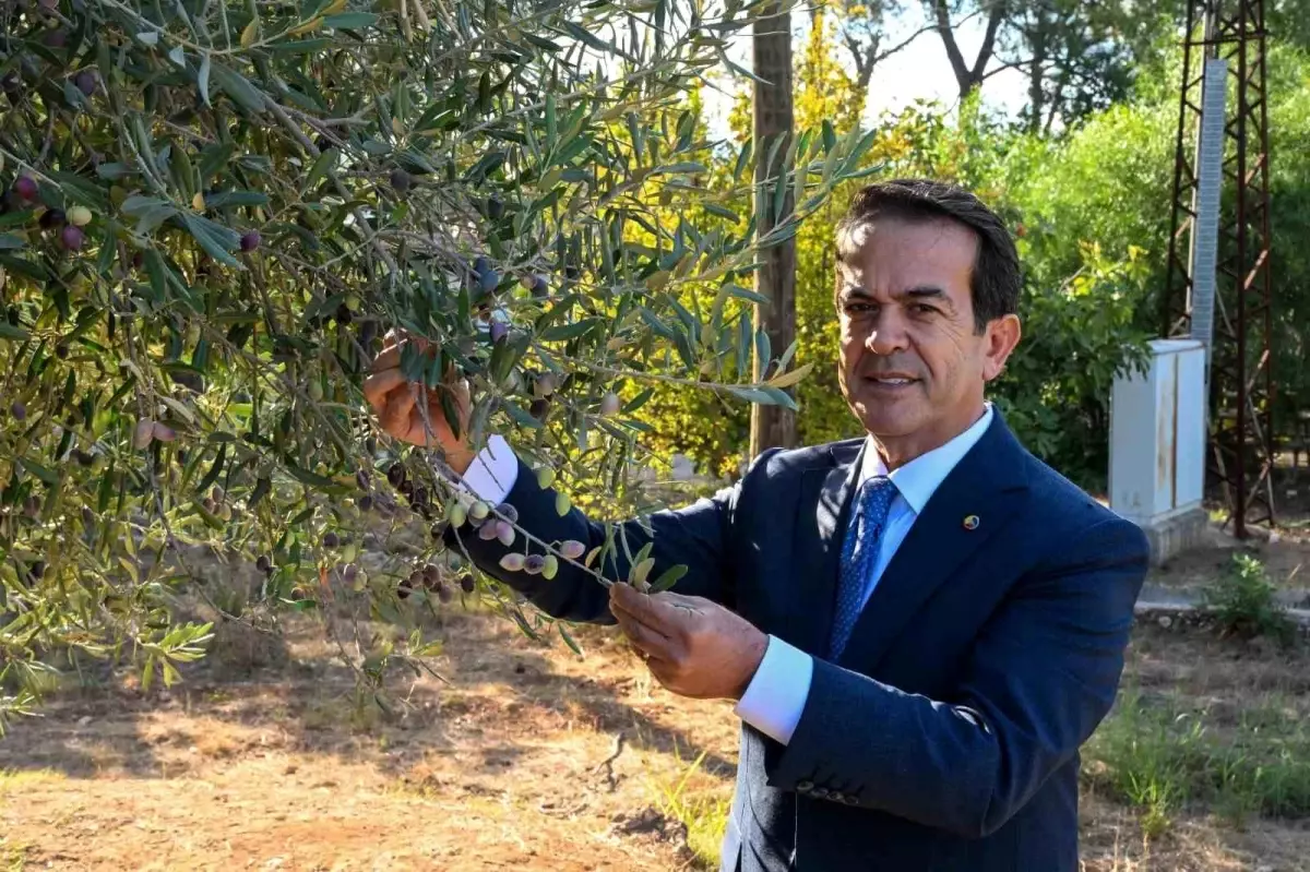 Antalya\'da Zeytinyağı Yarışması 15 Ocak\'ta Sona Eriyor