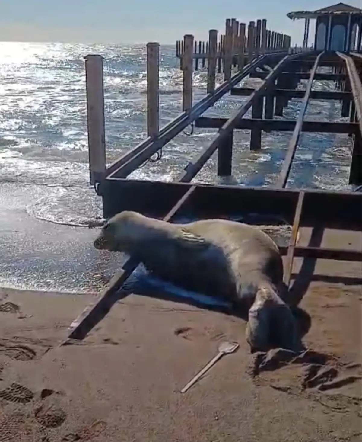 Nesli Tehlike Altındaki Fok Sahile Çıktı