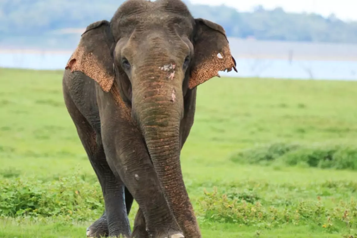 Hindistan\'da 22 can alan fil için alarm verildi, yapay zeka da devrede