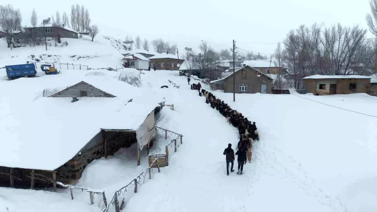 Keçi Sürüsü Karla Mücadeleyle Köye Taşındı