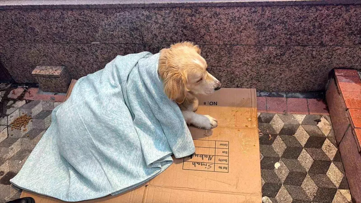 Duyarlı Esnaf Sokak Köpeğini Yorganla Korudu