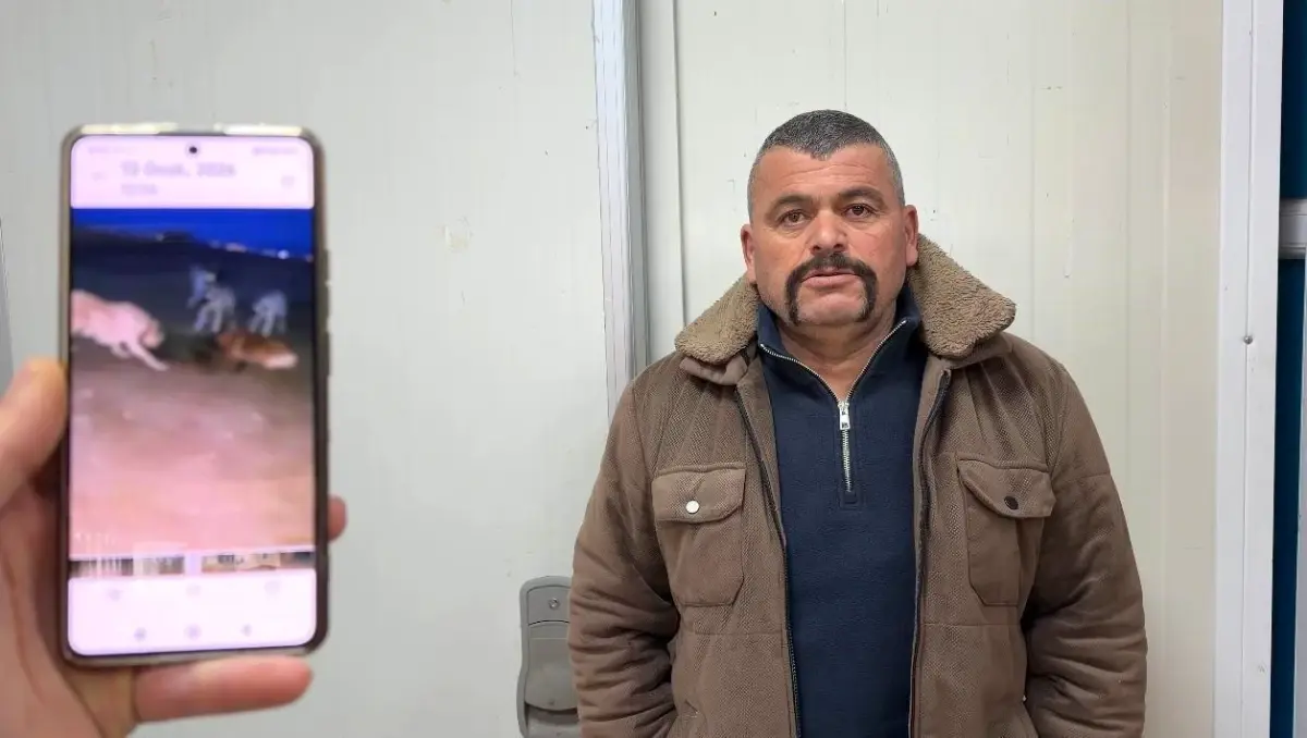 Beyşehir\'de Yaban Domuzu Yakalandı