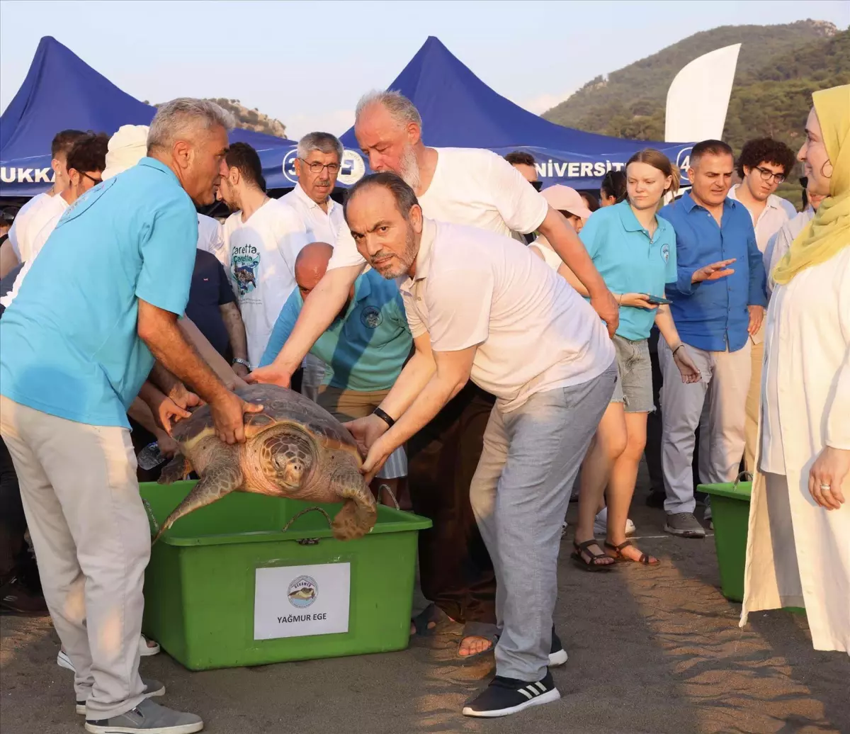 Caretta Caretta \'Atlas\' 4.956 km Yol Katetti