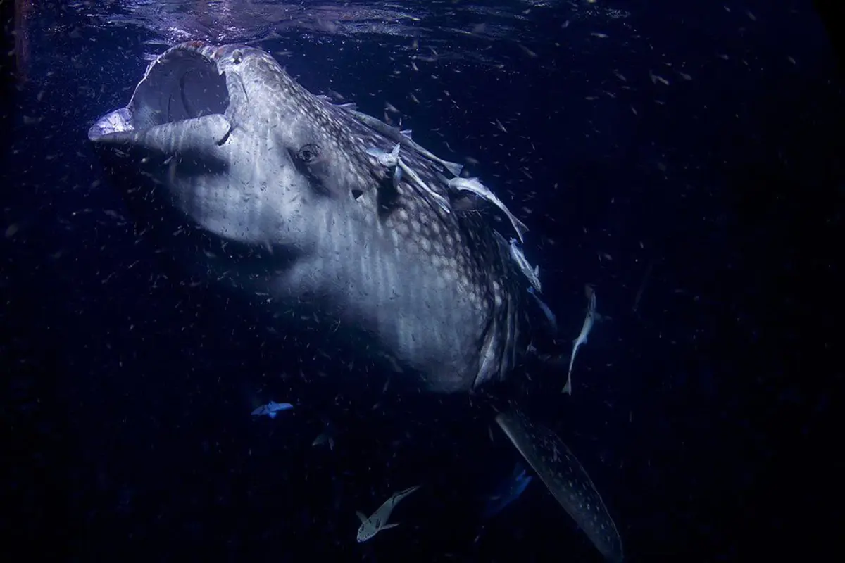 Dünyanın en büyük deniz yılanı! Boyu 12 metreden uzun, köpek balıklarıyla besleniyor
