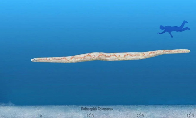 Dünyanın en büyük deniz yılanı! Boyu 12 metreden uzun, köpekbalıklarıyla besleniyor Dünyanın en büyük deniz yılanı! Boyu 12 metreden uzun, köpekbalıklarıyla besleniyor