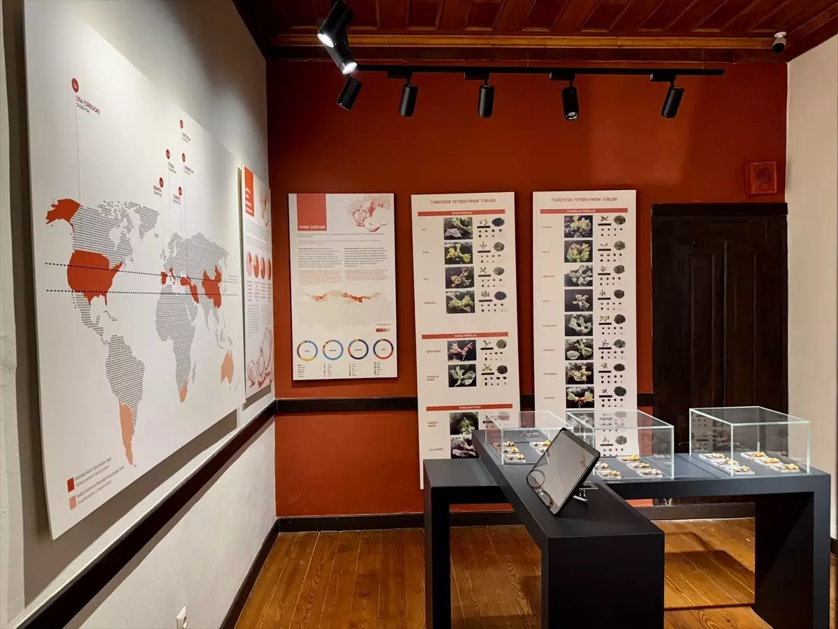 Fındığın Yolculuğu: Kahraman Sağra Fındık Müzesi