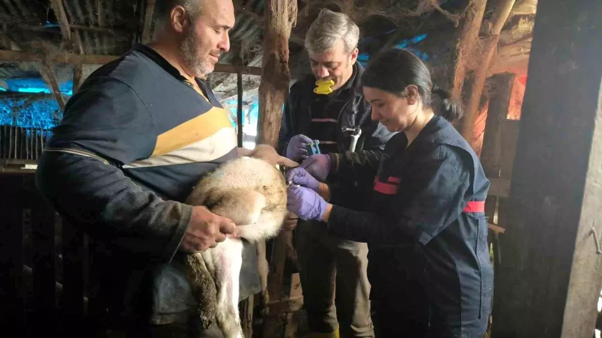 Yalova\'da Hayvan Sağlığı Çalışmaları Devam Ediyor