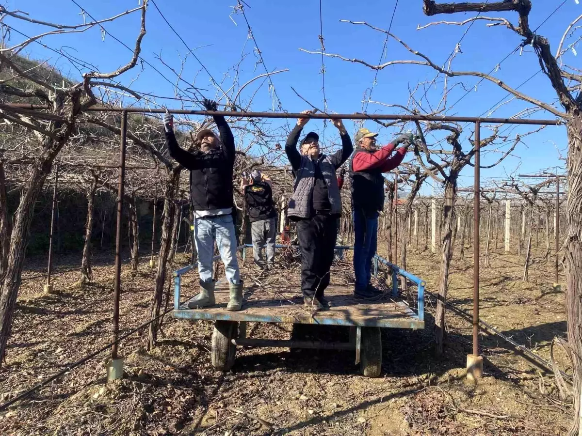 Alaşehir\'de Kar Çiftçiyi Güldürdü