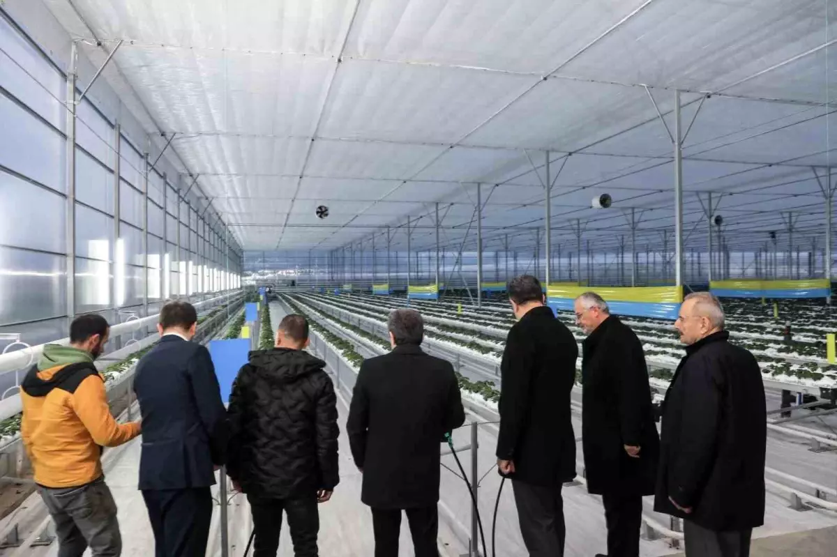 Bafra Sera OTB\'de topraksız çilek üretimi