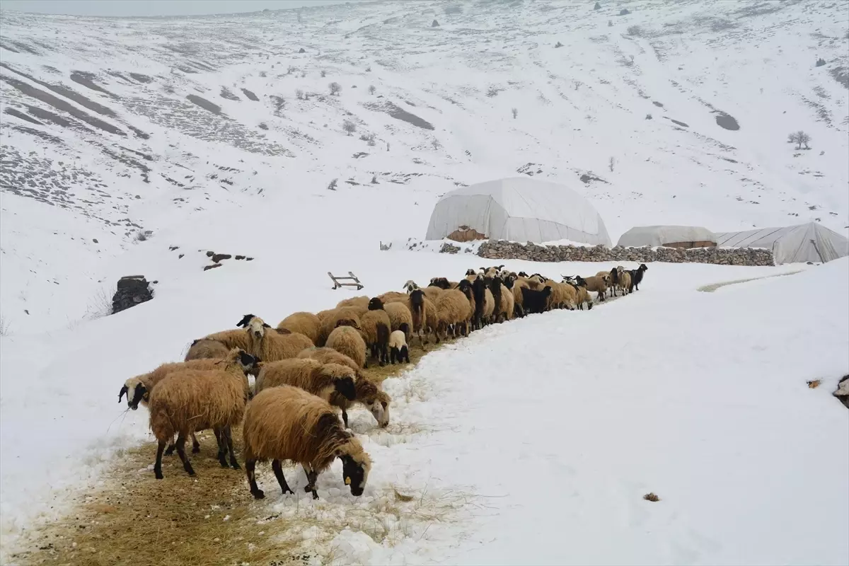 Kışın Zorluğuna Rağmen Besicilik Sürüyor