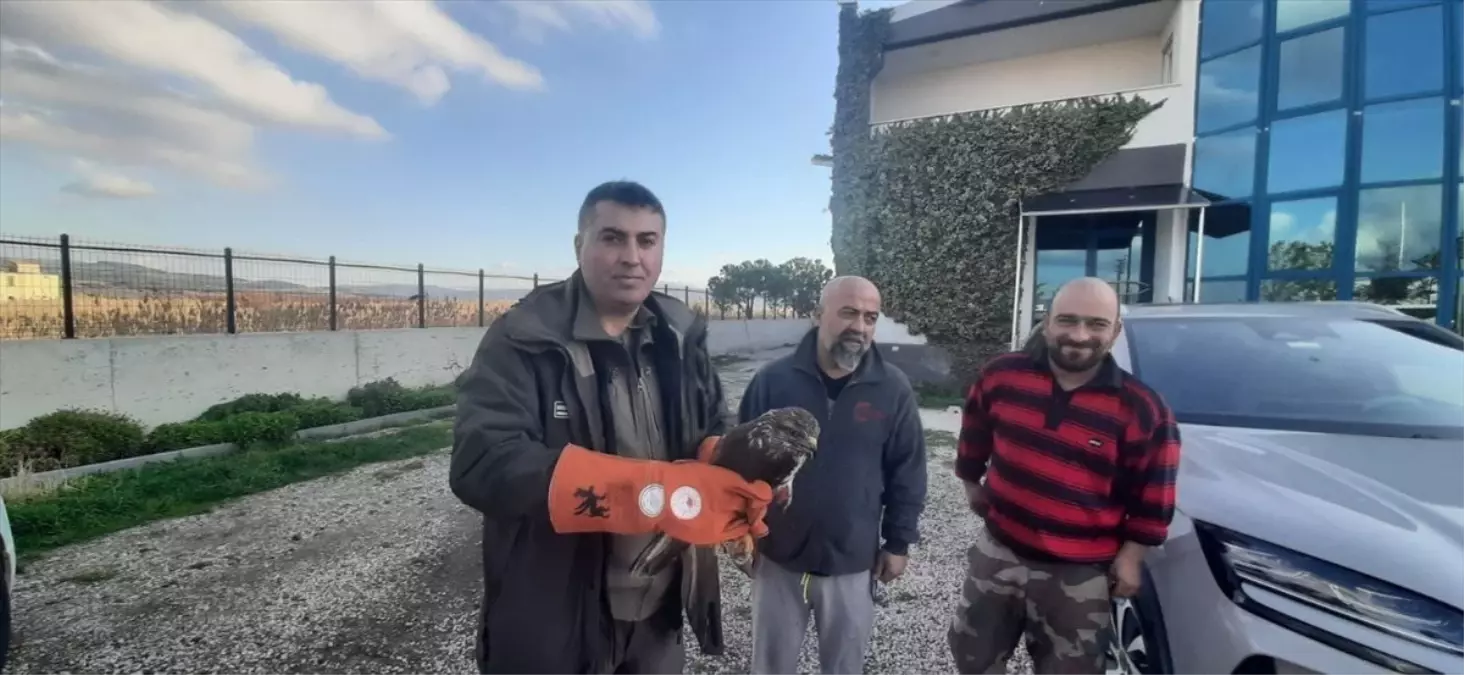 Çanakkale\'de Yaralı Şahin Kurtarıldı