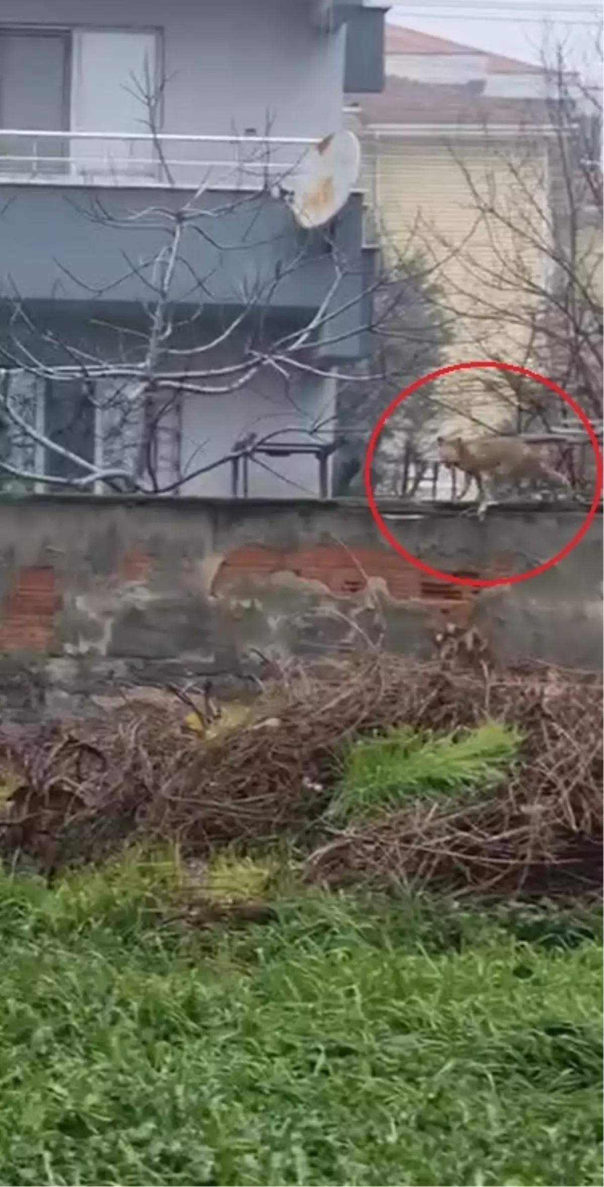 İnegöl\'de Tilki Bahçelerde Gezindi