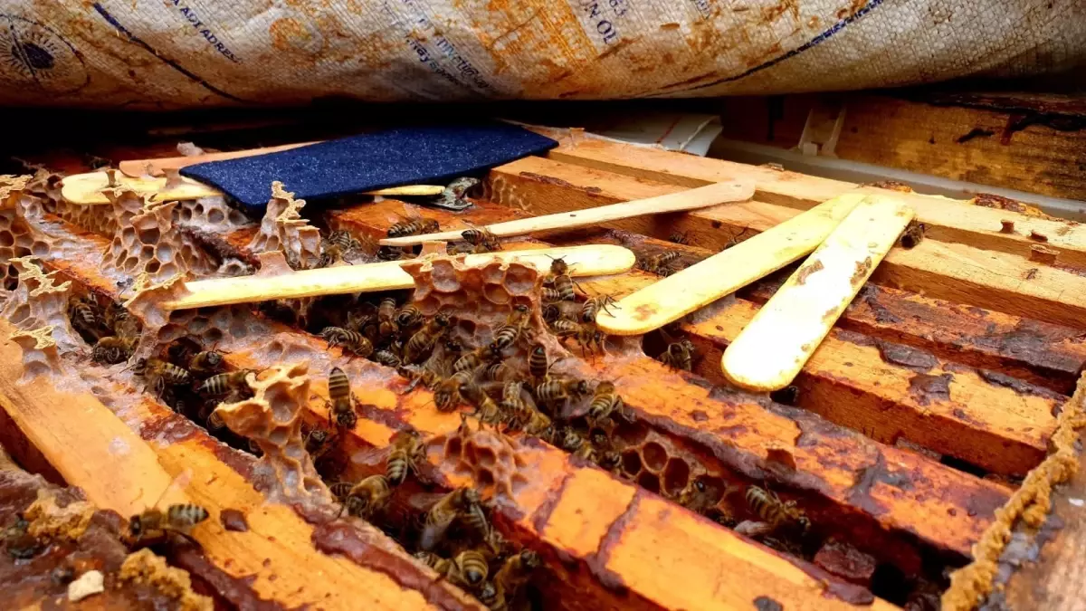 Arıcılıkla Ailesini Destekleyen Hacer Uğurlu