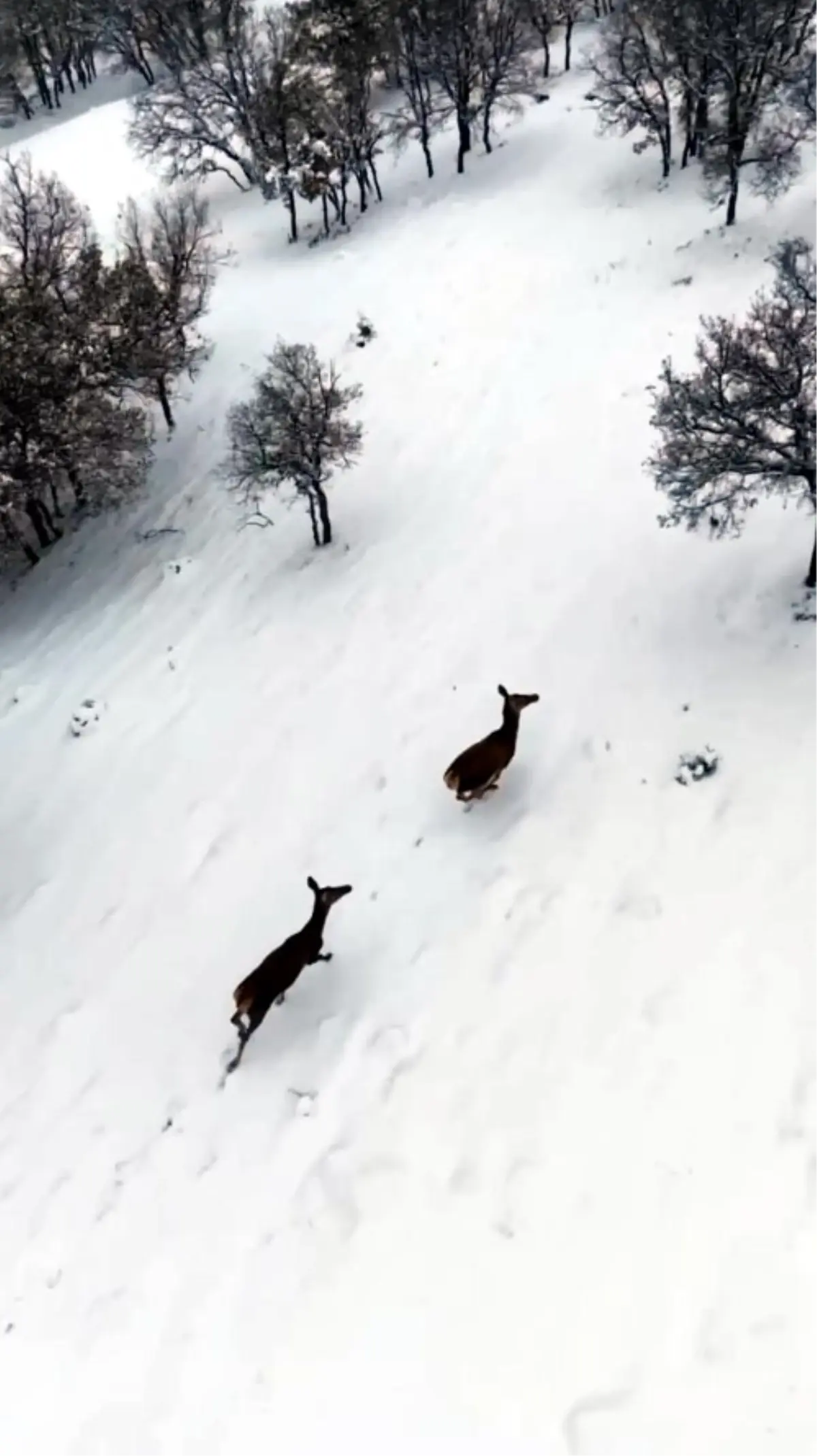 Seben Ormanlarında Karaca Görüntülendi