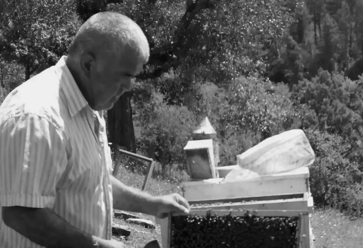 Ağaç Altında Kalan Adam Hayatını Kaybetti