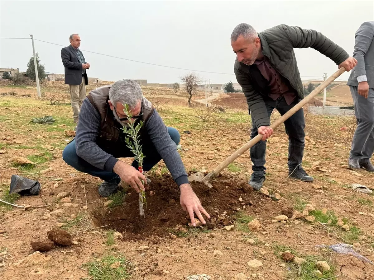 Yeşilli\'de 800 Zeytin Fidanı Dağıtıldı